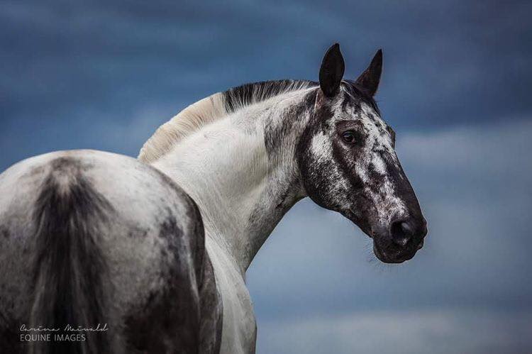 Grisu - Polish Warmblood Stallion